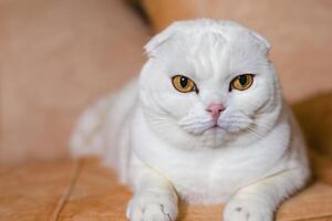 Embracing the Beauty of a Beautiful Cute Whiskered Charm Scottish Fold, Where Playful Elegance and Endearing Whiskers Combine in a Captivating Portrait of Feline Delight, Bringing Joy to Every Heart photo