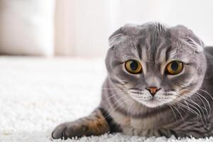 Embracing the Beauty of a Beautiful Cute Whiskered Charm Scottish Fold, Where Playful Elegance and Endearing Whiskers Combine in a Captivating Portrait of Feline Delight, Bringing Joy to Every Heart photo