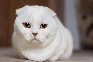 Embracing the Beauty of a Beautiful Cute Whiskered Charm Scottish Fold, Where Playful Elegance and Endearing Whiskers Combine in a Captivating Portrait of Feline Delight, Bringing Joy to Every Heart photo