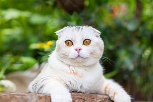 Embracing the Beauty of a Beautiful Cute Whiskered Charm Scottish Fold, Where Playful Elegance and Endearing Whiskers Combine in a Captivating Portrait of Feline Delight, Bringing Joy to Every Heart photo