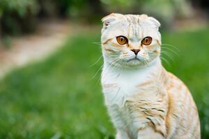 abrazando el belleza de un hermosa linda bigotudo encanto escocés doblar, dónde juguetón elegancia y entrañable bigotes combinar en un cautivador retrato de felino deleitar, trayendo alegría a cada corazón foto