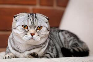 Embracing the Beauty of a Beautiful Cute Whiskered Charm Scottish Fold, Where Playful Elegance and Endearing Whiskers Combine in a Captivating Portrait of Feline Delight, Bringing Joy to Every Heart photo
