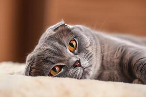 Embracing the Beauty of a Beautiful Cute Whiskered Charm Scottish Fold, Where Playful Elegance and Endearing Whiskers Combine in a Captivating Portrait of Feline Delight, Bringing Joy to Every Heart photo