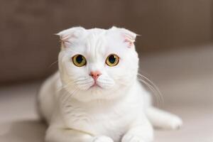 Embracing the Beauty of a Beautiful Cute Whiskered Charm Scottish Fold, Where Playful Elegance and Endearing Whiskers Combine in a Captivating Portrait of Feline Delight, Bringing Joy to Every Heart photo