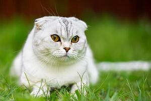 Embracing the Beauty of a Beautiful Cute Whiskered Charm Scottish Fold, Where Playful Elegance and Endearing Whiskers Combine in a Captivating Portrait of Feline Delight, Bringing Joy to Every Heart photo