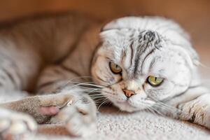 Embracing the Beauty of a Beautiful Cute Whiskered Charm Scottish Fold, Where Playful Elegance and Endearing Whiskers Combine in a Captivating Portrait of Feline Delight, Bringing Joy to Every Heart photo