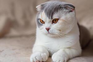 Embracing the Beauty of a Beautiful Cute Whiskered Charm Scottish Fold, Where Playful Elegance and Endearing Whiskers Combine in a Captivating Portrait of Feline Delight, Bringing Joy to Every Heart photo