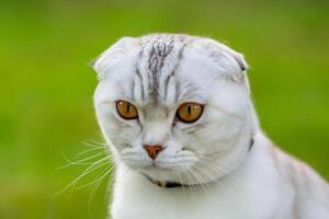 Embracing the Beauty of a Beautiful Cute Whiskered Charm Scottish Fold, Where Playful Elegance and Endearing Whiskers Combine in a Captivating Portrait of Feline Delight, Bringing Joy to Every Heart photo