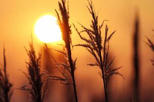 Junco flores disfrutar en el radiante resplandor de el noche sol, creando un espectacular tapiz de de la naturaleza efímero belleza en el tranquilo crepúsculo cielo foto