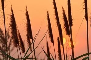 Reed Flowers Bask in the Radiant Glow of the Evening Sun, Creating a Spectacular Tapestry of Nature's Ephemeral Beauty in the Tranquil Twilight Sky photo