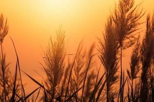 Reed Flowers Bask in the Radiant Glow of the Evening Sun, Creating a Spectacular Tapestry of Nature's Ephemeral Beauty in the Tranquil Twilight Sky photo