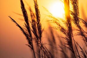 Reed Flowers Bask in the Radiant Glow of the Evening Sun, Creating a Spectacular Tapestry of Nature's Ephemeral Beauty in the Tranquil Twilight Sky photo