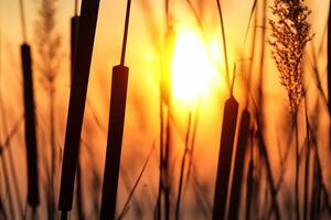 Junco flores disfrutar en el radiante resplandor de el noche sol, creando un espectacular tapiz de de la naturaleza efímero belleza en el tranquilo crepúsculo cielo foto