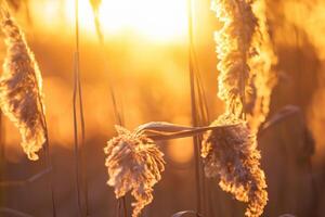 Reed Flowers Bask in the Radiant Glow of the Evening Sun, Creating a Spectacular Tapestry of Nature's Ephemeral Beauty in the Tranquil Twilight Sky photo