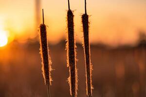 Reed Flowers Bask in the Radiant Glow of the Evening Sun, Creating a Spectacular Tapestry of Nature's Ephemeral Beauty in the Tranquil Twilight Sky photo