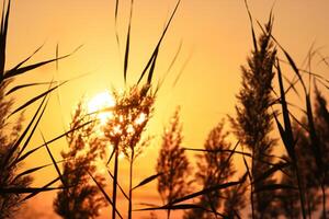 Reed Flowers Bask in the Radiant Glow of the Evening Sun, Creating a Spectacular Tapestry of Nature's Ephemeral Beauty in the Tranquil Twilight Sky photo