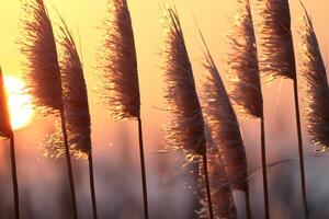 Junco flores disfrutar en el radiante resplandor de el noche sol, creando un espectacular tapiz de de la naturaleza efímero belleza en el tranquilo crepúsculo cielo foto