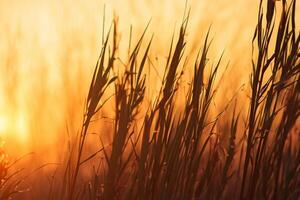 Reed Flowers Bask in the Radiant Glow of the Evening Sun, Creating a Spectacular Tapestry of Nature's Ephemeral Beauty in the Tranquil Twilight Sky photo