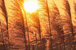 Reed Flowers Bask in the Radiant Glow of the Evening Sun, Creating a Spectacular Tapestry of Nature's Ephemeral Beauty in the Tranquil Twilight Sky photo