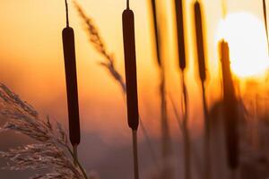 Reed Flowers Bask in the Radiant Glow of the Evening Sun, Creating a Spectacular Tapestry of Nature's Ephemeral Beauty in the Tranquil Twilight Sky photo