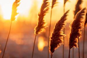 Reed Flowers Bask in the Radiant Glow of the Evening Sun, Creating a Spectacular Tapestry of Nature's Ephemeral Beauty in the Tranquil Twilight Sky photo