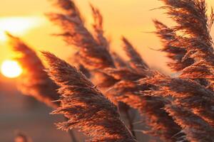 Reed Flowers Bask in the Radiant Glow of the Evening Sun, Creating a Spectacular Tapestry of Nature's Ephemeral Beauty in the Tranquil Twilight Sky photo