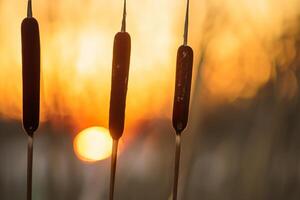 Reed Flowers Bask in the Radiant Glow of the Evening Sun, Creating a Spectacular Tapestry of Nature's Ephemeral Beauty in the Tranquil Twilight Sky photo