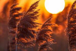 Reed Flowers Bask in the Radiant Glow of the Evening Sun, Creating a Spectacular Tapestry of Nature's Ephemeral Beauty in the Tranquil Twilight Sky photo