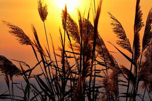 Reed Flowers Bask in the Radiant Glow of the Evening Sun, Creating a Spectacular Tapestry of Nature's Ephemeral Beauty in the Tranquil Twilight Sky photo