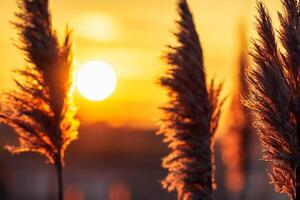 Reed Flowers Bask in the Radiant Glow of the Evening Sun, Creating a Spectacular Tapestry of Nature's Ephemeral Beauty in the Tranquil Twilight Sky photo