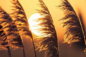 Reed Flowers Bask in the Radiant Glow of the Evening Sun, Creating a Spectacular Tapestry of Nature's Ephemeral Beauty in the Tranquil Twilight Sky photo