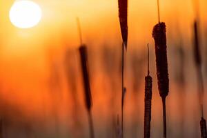 Reed Flowers Bask in the Radiant Glow of the Evening Sun, Creating a Spectacular Tapestry of Nature's Ephemeral Beauty in the Tranquil Twilight Sky photo