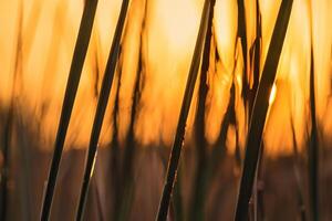 Reed Flowers Bask in the Radiant Glow of the Evening Sun, Creating a Spectacular Tapestry of Nature's Ephemeral Beauty in the Tranquil Twilight Sky photo