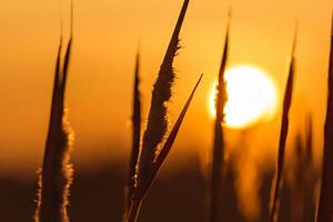 Reed Flowers Bask in the Radiant Glow of the Evening Sun, Creating a Spectacular Tapestry of Nature's Ephemeral Beauty in the Tranquil Twilight Sky photo