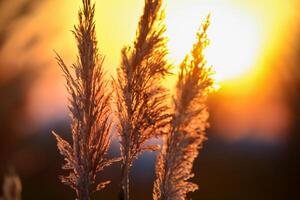 Reed Flowers Bask in the Radiant Glow of the Evening Sun, Creating a Spectacular Tapestry of Nature's Ephemeral Beauty in the Tranquil Twilight Sky photo