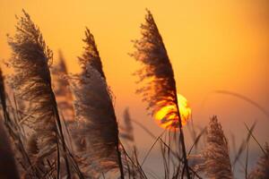 Reed Flowers Bask in the Radiant Glow of the Evening Sun, Creating a Spectacular Tapestry of Nature's Ephemeral Beauty in the Tranquil Twilight Sky photo