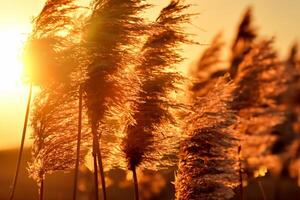 Reed Flowers Bask in the Radiant Glow of the Evening Sun, Creating a Spectacular Tapestry of Nature's Ephemeral Beauty in the Tranquil Twilight Sky photo