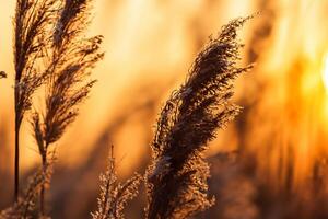 Reed Flowers Bask in the Radiant Glow of the Evening Sun, Creating a Spectacular Tapestry of Nature's Ephemeral Beauty in the Tranquil Twilight Sky photo