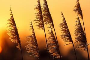 Junco flores disfrutar en el radiante resplandor de el noche sol, creando un espectacular tapiz de de la naturaleza efímero belleza en el tranquilo crepúsculo cielo foto