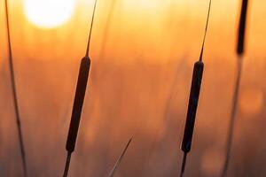 Reed Flowers Bask in the Radiant Glow of the Evening Sun, Creating a Spectacular Tapestry of Nature's Ephemeral Beauty in the Tranquil Twilight Sky photo