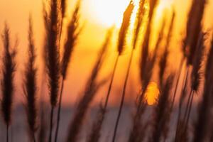 Junco flores disfrutar en el radiante resplandor de el noche sol, creando un espectacular tapiz de de la naturaleza efímero belleza en el tranquilo crepúsculo cielo foto