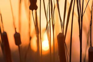 Reed Flowers Bask in the Radiant Glow of the Evening Sun, Creating a Spectacular Tapestry of Nature's Ephemeral Beauty in the Tranquil Twilight Sky photo