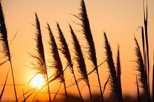 Reed Flowers Bask in the Radiant Glow of the Evening Sun, Creating a Spectacular Tapestry of Nature's Ephemeral Beauty in the Tranquil Twilight Sky photo