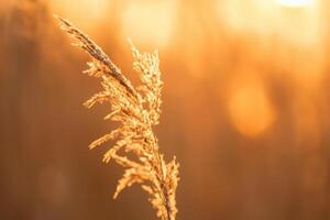 Reed Flowers Bask in the Radiant Glow of the Evening Sun, Creating a Spectacular Tapestry of Nature's Ephemeral Beauty in the Tranquil Twilight Sky photo