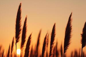 Reed Flowers Bask in the Radiant Glow of the Evening Sun, Creating a Spectacular Tapestry of Nature's Ephemeral Beauty in the Tranquil Twilight Sky photo