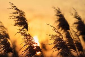 Reed Flowers Bask in the Radiant Glow of the Evening Sun, Creating a Spectacular Tapestry of Nature's Ephemeral Beauty in the Tranquil Twilight Sky photo