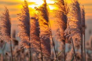 Reed Flowers Bask in the Radiant Glow of the Evening Sun, Creating a Spectacular Tapestry of Nature's Ephemeral Beauty in the Tranquil Twilight Sky photo