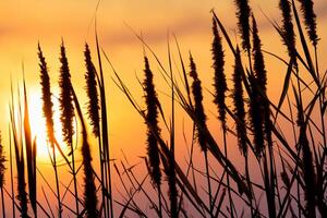 Reed Flowers Bask in the Radiant Glow of the Evening Sun, Creating a Spectacular Tapestry of Nature's Ephemeral Beauty in the Tranquil Twilight Sky photo