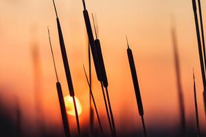 Reed Flowers Bask in the Radiant Glow of the Evening Sun, Creating a Spectacular Tapestry of Nature's Ephemeral Beauty in the Tranquil Twilight Sky photo