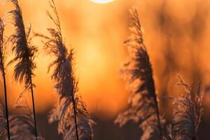 Reed Flowers Bask in the Radiant Glow of the Evening Sun, Creating a Spectacular Tapestry of Nature's Ephemeral Beauty in the Tranquil Twilight Sky photo